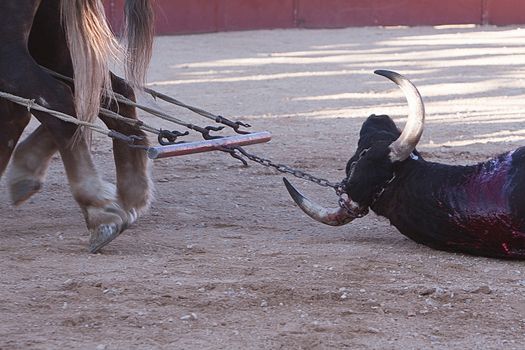 Dragging of the bull died after the fight in the bullring of Baeza, province of Jaen, Spain