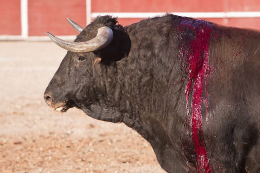 Capture of the figure of a brave bull in a bullfight, Spain