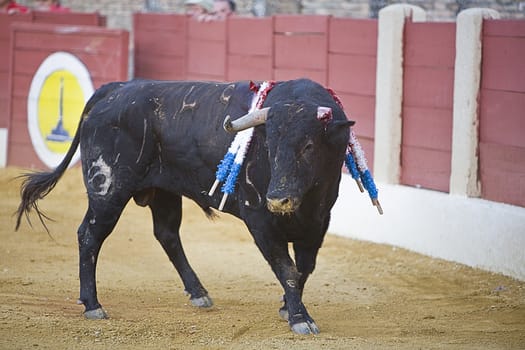 Capture of the figure of Brave bull with a fractured horn in a bullfight, Spain