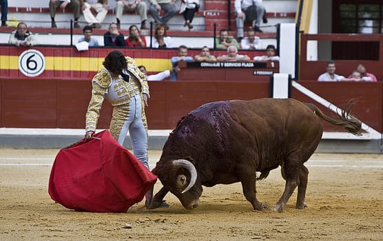 The Spanish Bullfighter Curro Diaz bullfighting in the bullring of Jaen, Spain, 17 october 2010