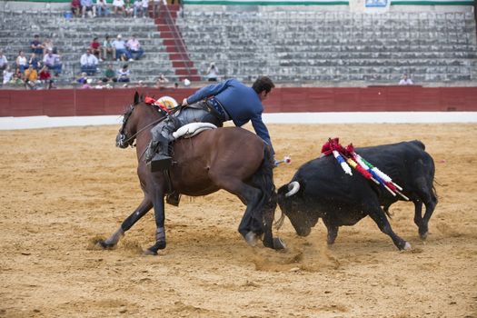 Andy Cartagena, bullfighter on horseback spanish, Baeza, Jaen, province, Spain, 13 october 2010