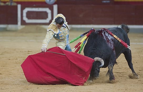 The Spanish Bullfighter David Mora bullfighting with the crutch in the Bullring of the arena of the alameda, Jaen, Spain, 16 october 2011