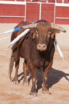 Capture of the figure of a brave bull in a bullfight, Spain