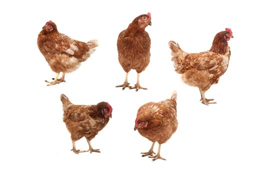 Five chickens in different poses on a white background.