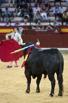 Bullfighter with the Cape in the Bullfight, Spain