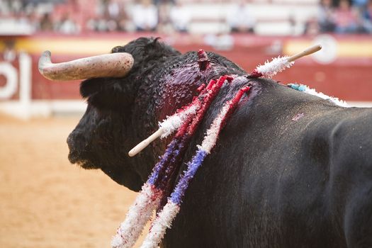 Capture of the figure of a brave bull in a bullfight, detail of flags stuck on the bull's back, the banderillas is a 75 cm darts with vari-colored paper and a barbed harpoon, Spain