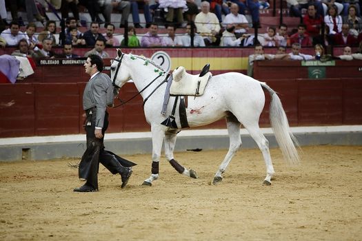 Alvaro Montes, bullfighter on horseback spanish turning to the bullring with its horse,  Coso de la Alameda, Jaen, Spain, 13 october 2008