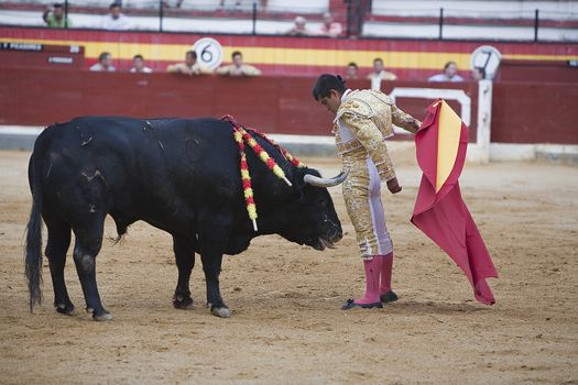 The Mexican  Bullfighter Joseliro Adame demonstrating very much value between the horns of the bull, Coso de la Alameda,  Jaen, Spain, 13 june 2009