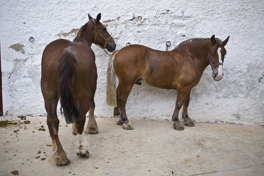 Horses in the courtyard of bands of the bullring, Spain
