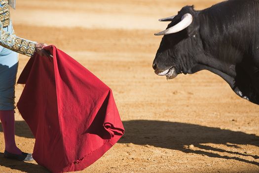 Bullfighter with the Cape in the Bullfight, Spain
