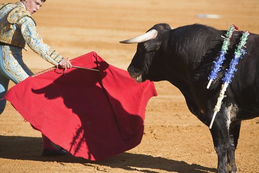 Bullfighter with the Cape in the Bullfight, Spain
