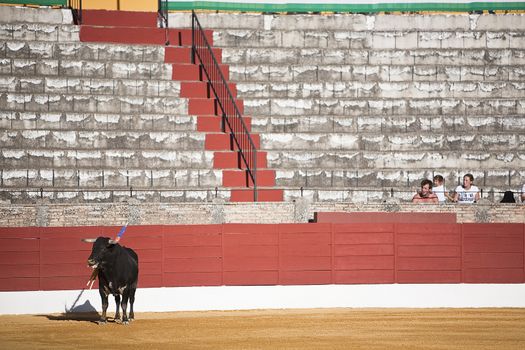Capture of the figure of a brave bull in a bullfight, Spain