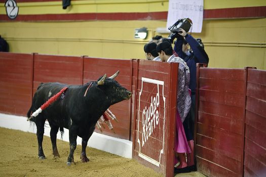 Live transmission for television of a bullfight, coliseum of Atarfe, province of Granada, Spain