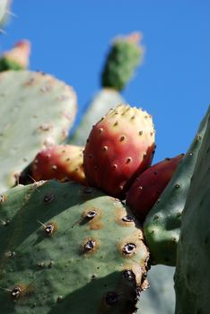 A detail of a Prickly pear's fruit.