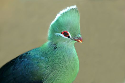 Knysna Loerie or Turaco bird from South Africa