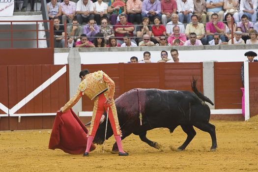 The Spanish Bullfighter Enrique Ponce bullfighting with the crutch in the Bullring of the Pozoblanco, Cordoba province, Spain, 16 october 2011