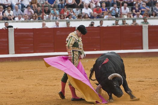 The Spanish Bullfighter Julian Lopez El Juli bullfighting with the crutch in the Bullring of the Pozoblanco, Cordoba province, Spain, 23 september 2011
