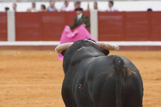 Capture of the figure of a brave bull in a bullfight, Spain
