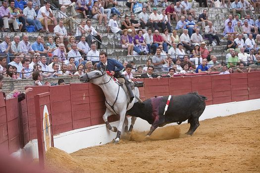 Andy Cartagena, bullfighter on horseback spanish, brave bull pushes to the horse against the burladero, Baeza, Jaen province, Spain, 13 august 2010