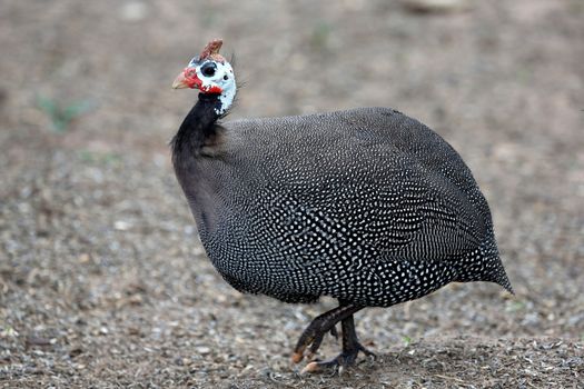 Helmeted Guinea Fowl with white spots running across the open ground