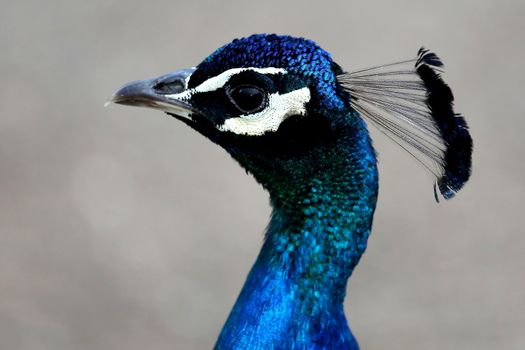 Portrait of a beautiful male peacock with head feathers