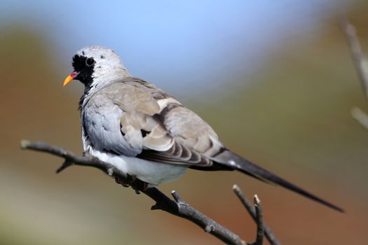 Beautiful Namaqua dove perched on a branch