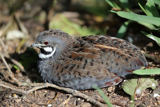 Chinese Painted Quail with beautiful markings  resting in the undergrowth