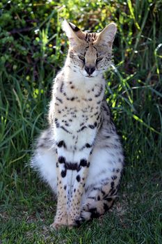 Serval wild cat with long legs in afternoon sun