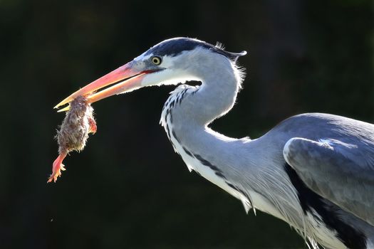 Heron bird with a chick which it has caught to eat in it's beak