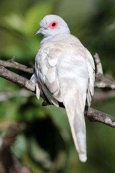 Fawn mutation of a Diamond Dove perched in a tree