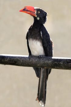 African Grey Hornbill bird with orange beak backlit by the sun