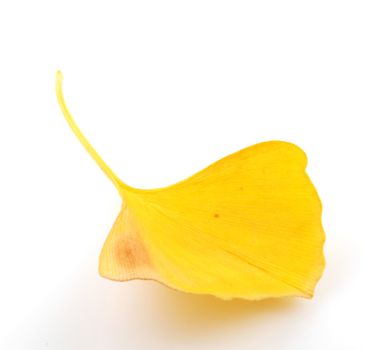 Ginkgo Biloba Leaves On White Background