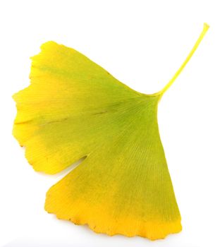 Ginkgo Biloba Leaves On White Background