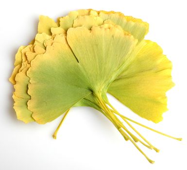 Ginkgo Biloba Leaves On White Background