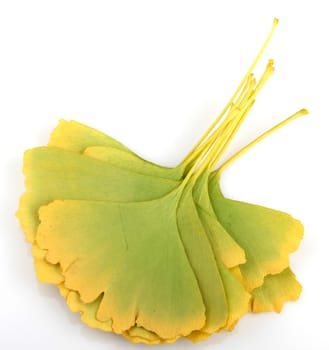 Ginkgo Biloba Leaves On White Background