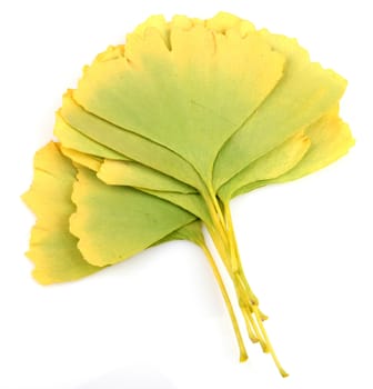 Ginkgo Biloba Leaves On White Background