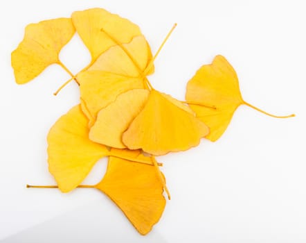 Ginkgo Biloba Leaves On White Background