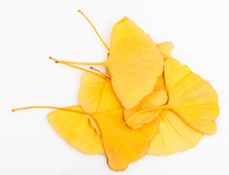 Ginkgo Biloba Leaves On White Background