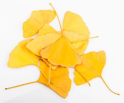 Ginkgo Biloba Leaves On White Background
