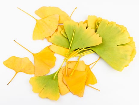 Ginkgo Biloba Leaves On White Background
