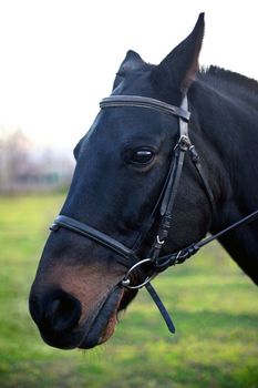 Photo horses close-up on the green field