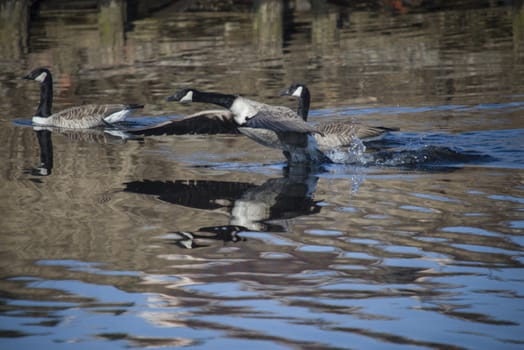 Image series. The images are shot by the Tista river in Halden, Norway when the goose is about to fly from the river. March 2013.