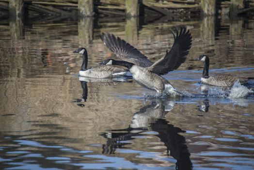 Image series. The images are shot by the Tista river in Halden, Norway when the goose is about to fly from the river. March 2013.
