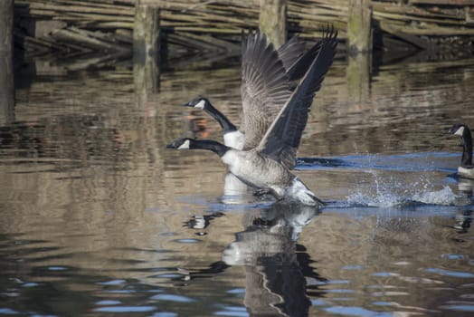 Image series. The images are shot by the Tista river in Halden, Norway when the goose is about to fly from the river. March 2013.