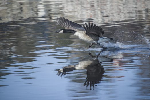 Image series. The images are shot by the Tista river in Halden, Norway when the goose is about to fly from the river. March 2013. 