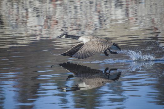 Image series. The images are shot by the Tista river in Halden, Norway when the goose is about to fly from the river. March 2013.