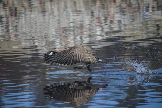 Image series. The images are shot by the Tista river in Halden, Norway when the goose is about to fly from the river. March 2013.