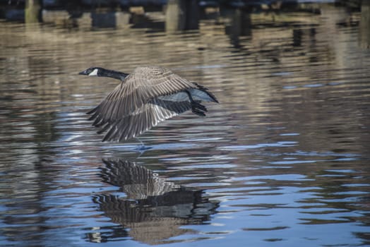 Image series. The images are shot by the Tista river in Halden, Norway when the goose is about to fly from the river. March 2013.