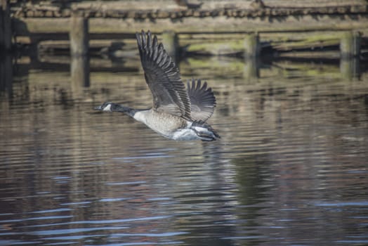 Image series. The images are shot by the Tista river in Halden, Norway when the goose is about to fly from the river. March 2013.