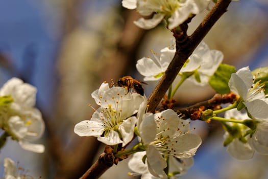 blossom tree with a bee pollination